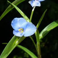 Commelina appendiculata C.B.Clarke